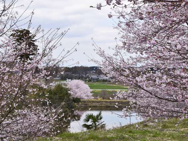小江川1000本桜・2025 | 見栄子の熊谷らいふ♪ - 楽天ブログ