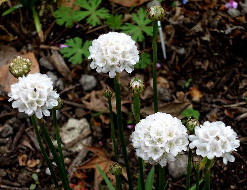 4ページ目の記事一覧 Gazengamaのブログ 散歩中に出合った花と趣味の陶芸作品 楽天ブログ