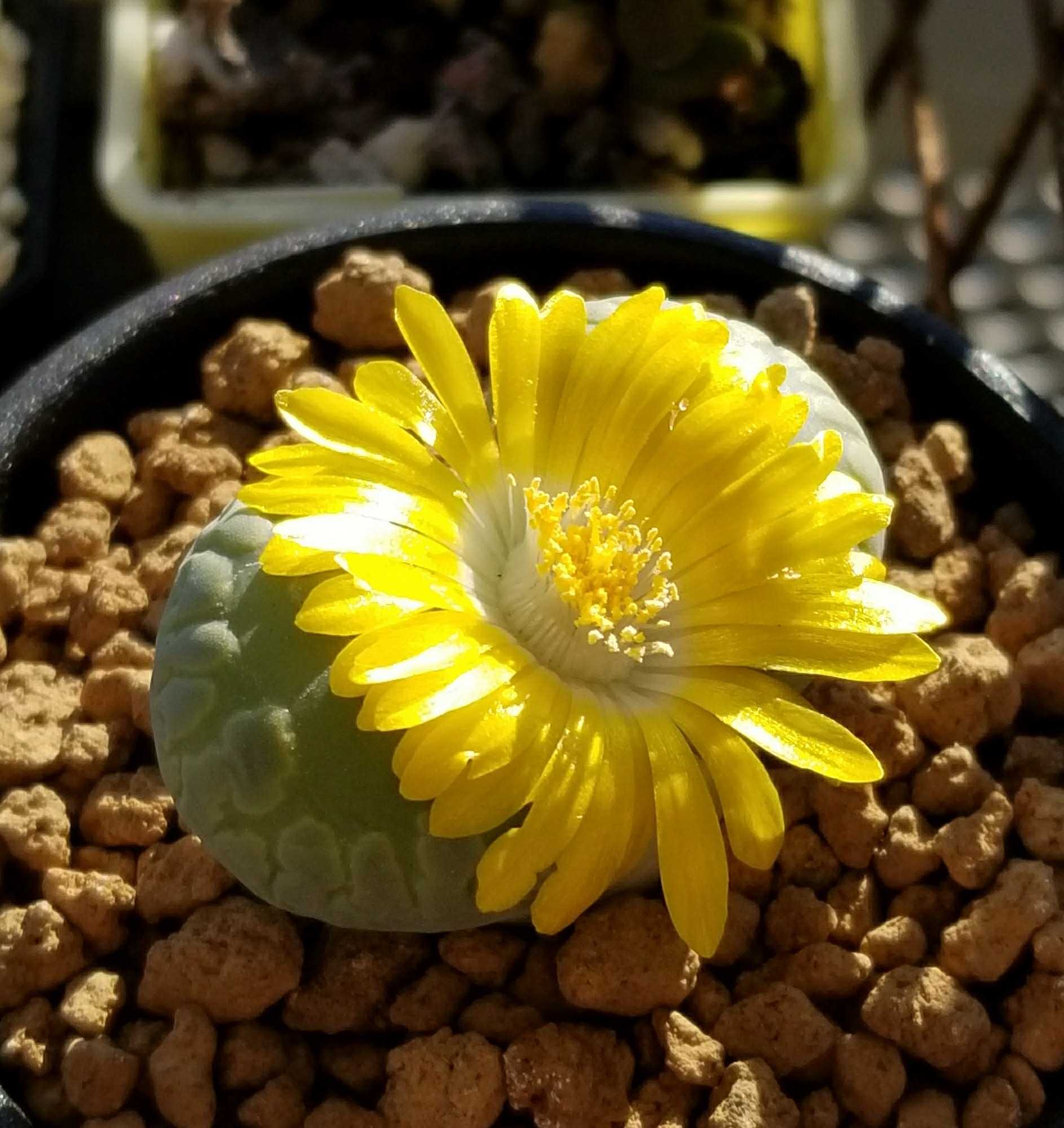 リトープス デルオの多肉日記 楽天ブログ