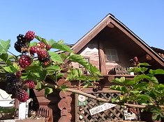 今が旬、ベリー (2)