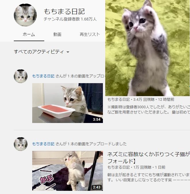 ｙoutubeおすすめ猫動画part2 Yuaのティールーム 楽天ブログ