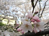 IMG_1285.JPG