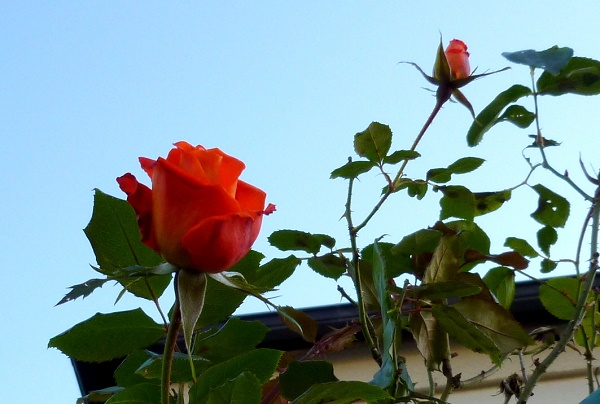 P1030241-001.JPG