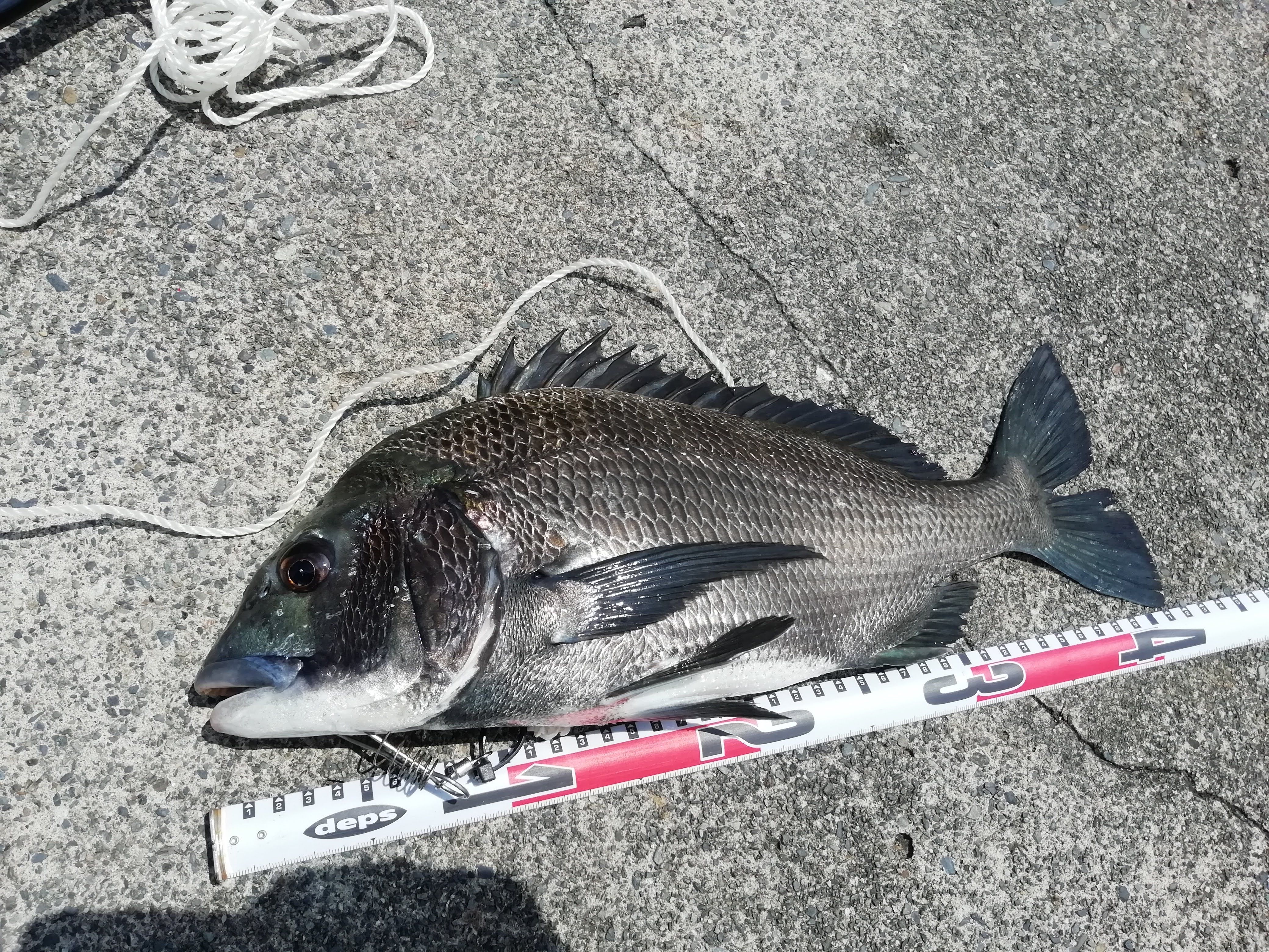 7 16 清水港 久々すぎる ナイスなチヌ ドリプラ ヘチ釣り 落とし込み釣り はやとの釣りブログ 楽天ブログ