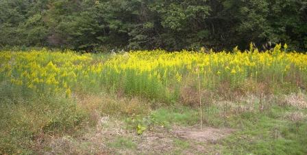 セイタカアワダチソウ