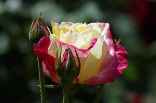 谷津バラ園のバラの花