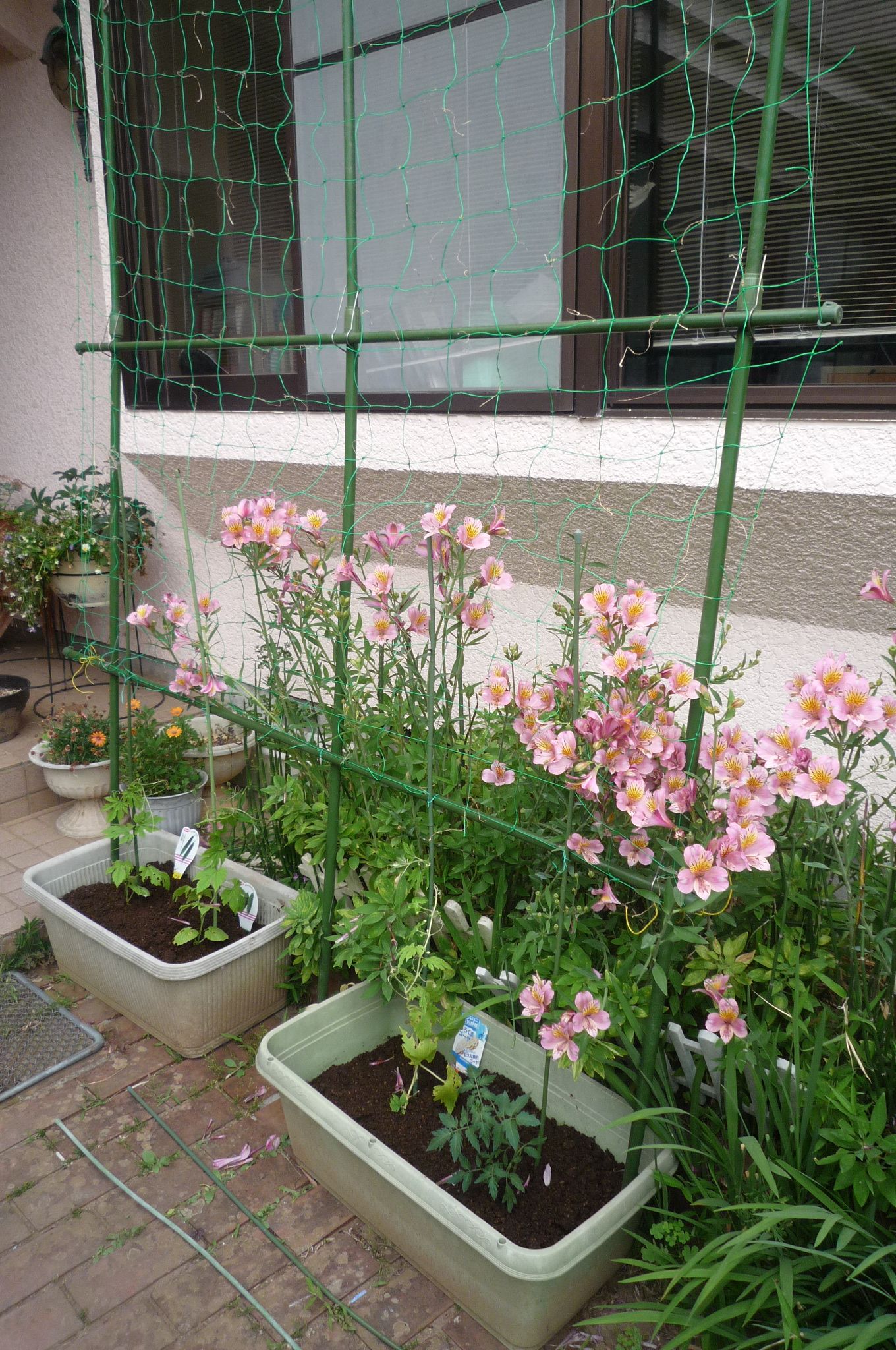 緑のカーテン ゴーヤを定植しました 茉優 翔 家庭菜園ブログ 楽天ブログ