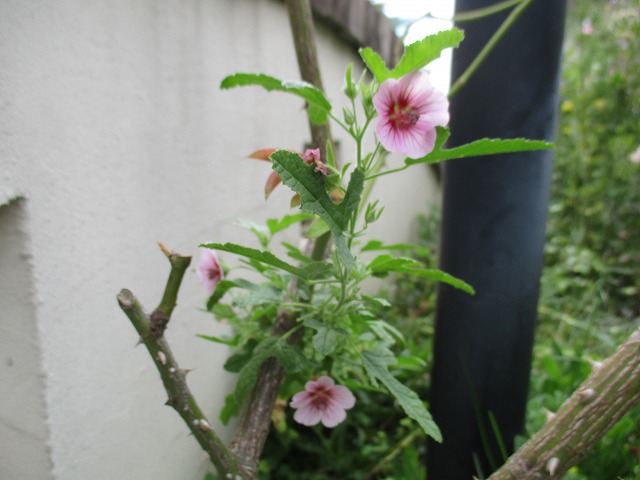 IMG_9238ss.jpg