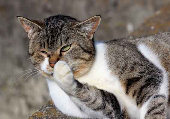 我が家のニャンコ♪2013/12/27-3