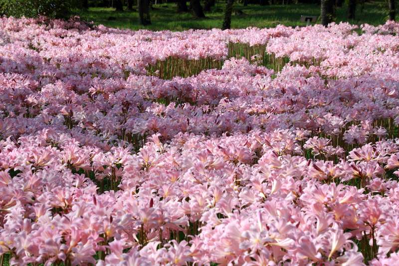 万博公園ナツズイセン_004.jpg