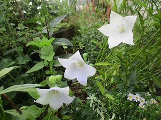 IMG_4576ss.jpg