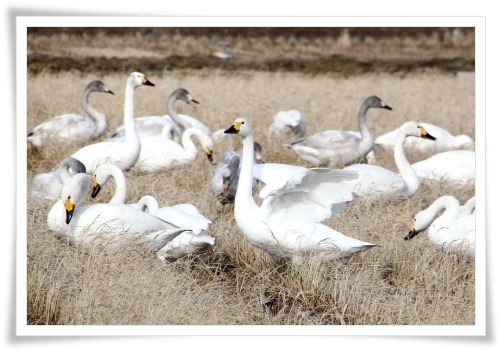 才田・ハクチョウ-8 14.12.23