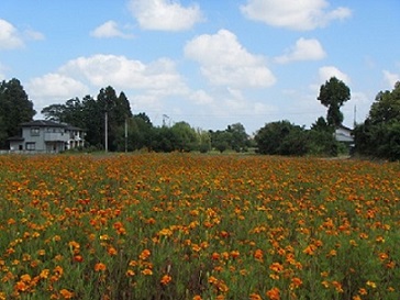 花１３－２マ.jpg