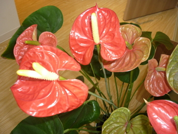 P1080333.JPG