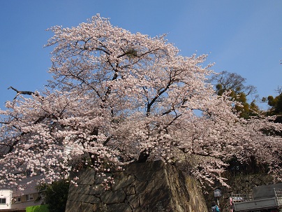 ２０１３年４月　彦根城お堀の桜.jpg