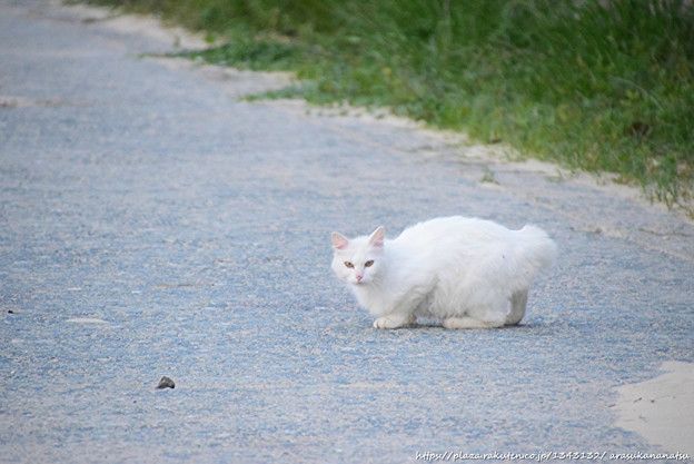 致死性ウイルスで少年死亡後、インドに警戒態勢