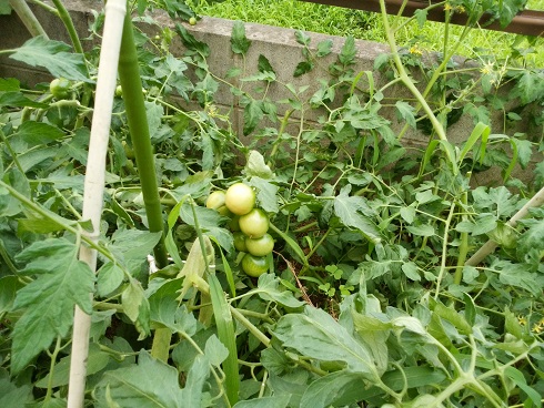 tomato001