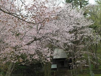 sakura2