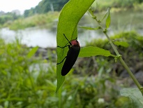 江津湖 ホタル.jpg
