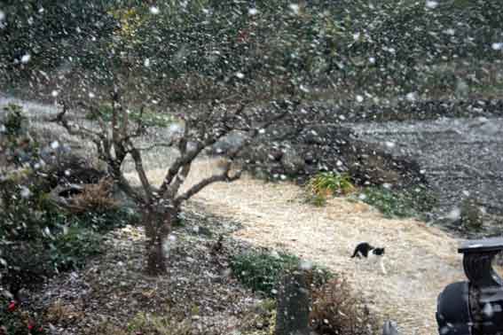 雪景色2012/0126-2♪