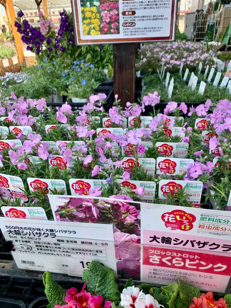 ケイヨーd２へ行き 花苗を購入 大輪芝桜 オルレア 似た葉が出てきてるのですが 昨年のこぼれ種かな Music Land 私の庭の花たち 楽天ブログ