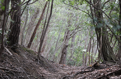 雨森山　35