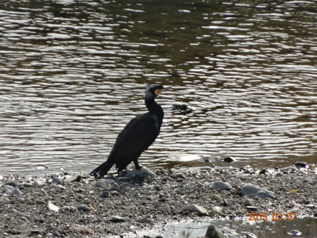 カワウ.jpg
