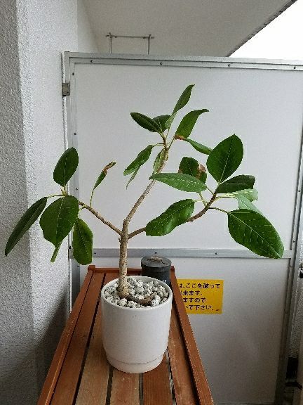 アルテシマ なかなか生長開始しないから植え替えちゃおう デルオの多肉日記 楽天ブログ