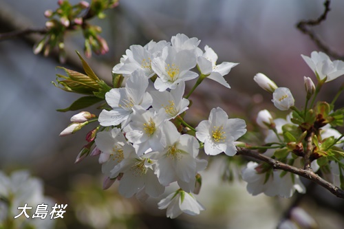 大島桜