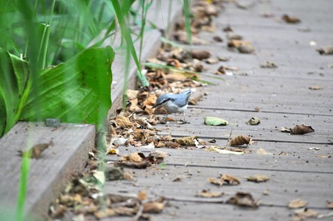 歩道と野鳥