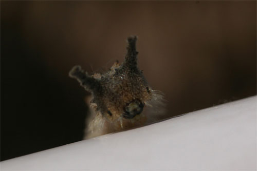 ゴマダラの幼虫の顔