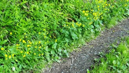 キツネノボタン