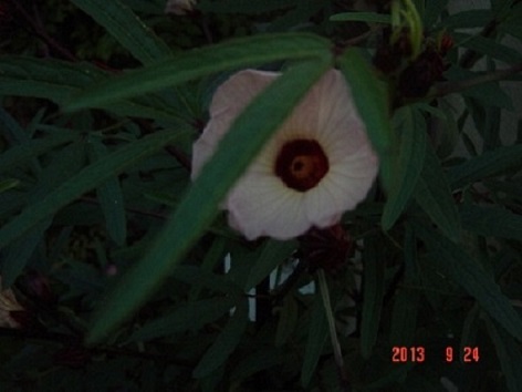 DSC01213.JPG