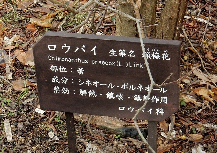 ロウバイ3.JPG