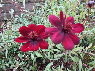 IMG_1780ss.jpg