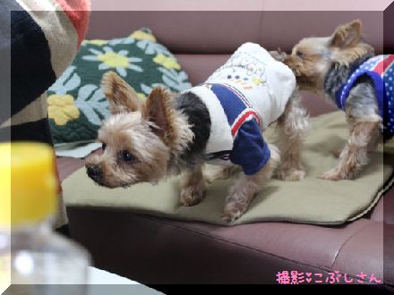 こぶし2.jpg