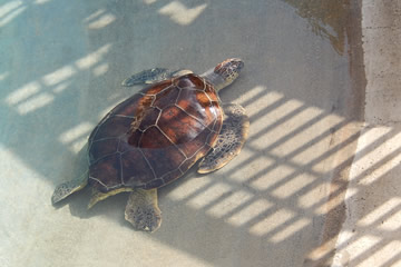 新江ノ島水族館　2.jpg