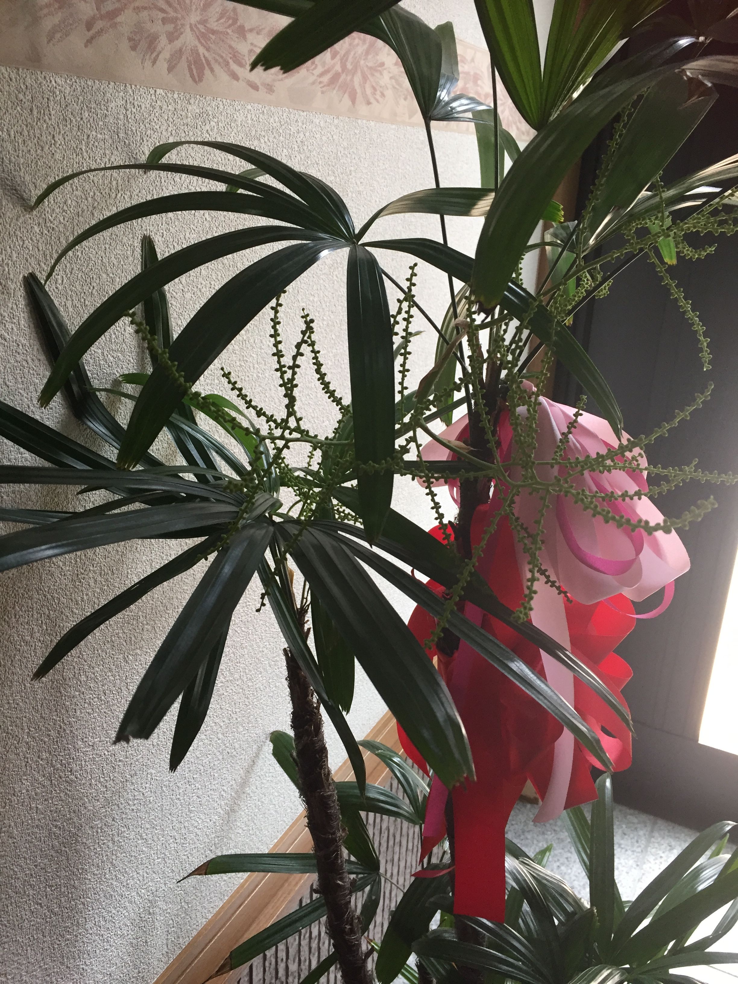 観音竹に似たシュロ竹に花が咲いた 長年の営業経験と人生経験を積んだカサブランカhiroのブログ 楽天ブログ