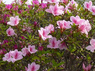 P1290336ss.jpg