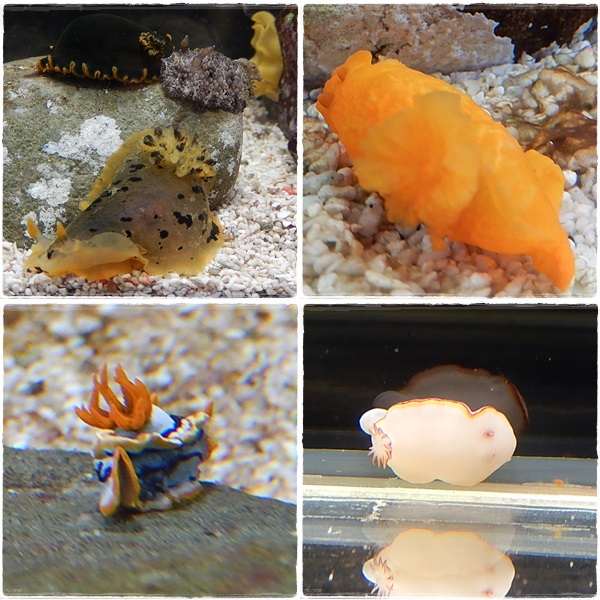 ウミウシ２