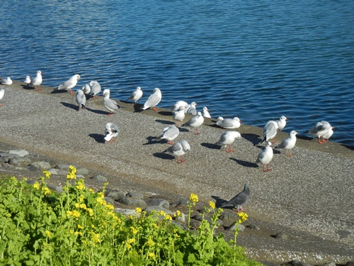 しながわ花海道