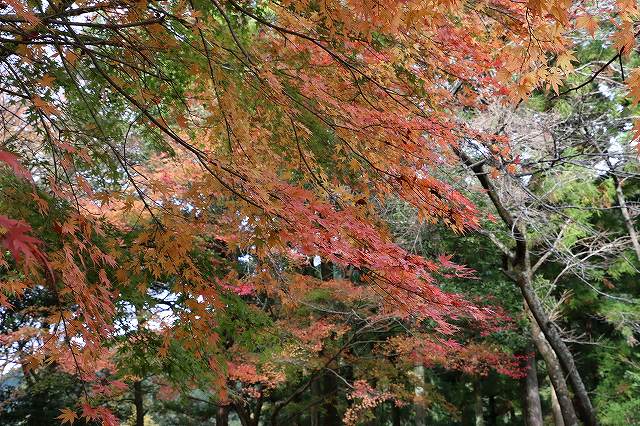 紅葉