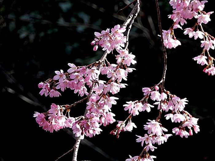 紅枝垂れ桜7