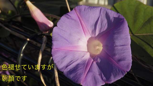 20151218朝顔！.jpg