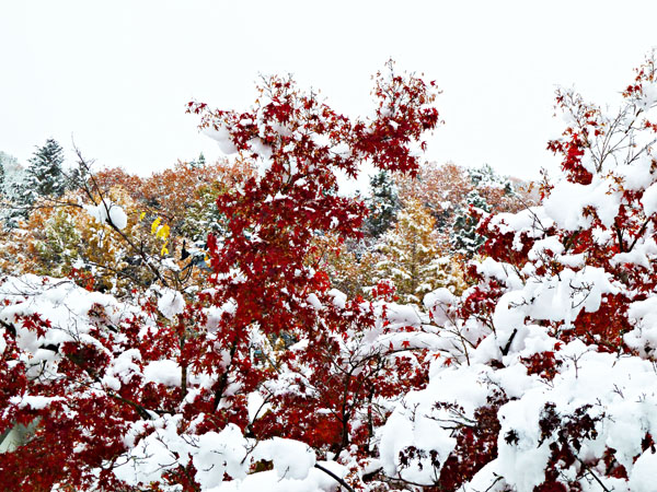 雪と紅葉613.jpg