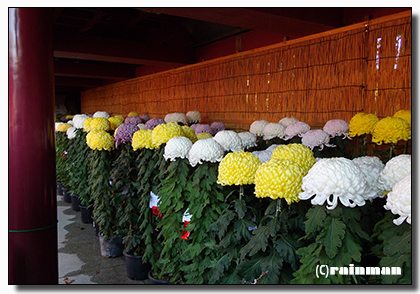 笠間稲荷神社菊祭り4.JPG