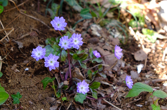 2016 03 31_2199.jpg
