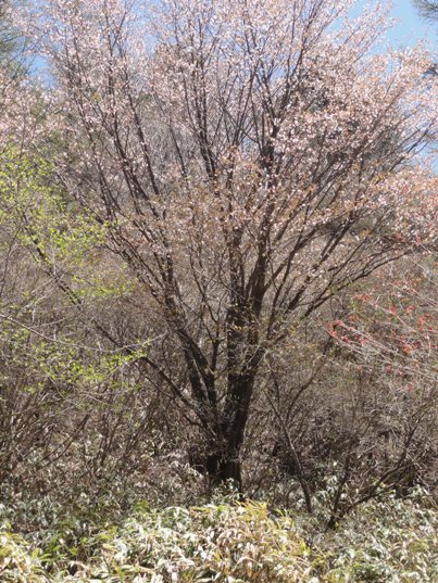 丸川峠の桜.jpg