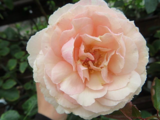 人目引く魅力ある絞りバラ アブラカタブラ 華麗なイヴ種の３番花たち ばぁばの薔薇の花園 楽天ブログ