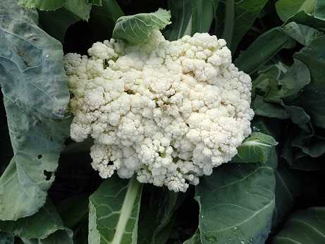 採り遅れたカリフラワー 葉山野菜栽培記 12月上旬 暇人主婦の家庭菜園 楽天ブログ